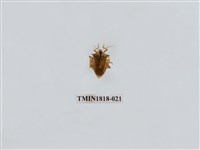 藏品(水稻害蟲)的圖片